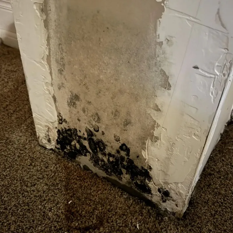Professional Mold Removal in Cumberland, VA